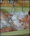 HairyBabes