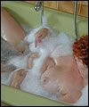 HairyBabes