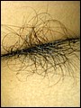 HairyBabes