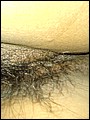 HairyBabes