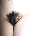 HairyBabes