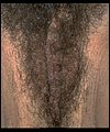 HairyBabes